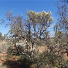 Unidentified Other Shrub at Gibson Desert North, WA - 28 Aug 2024 by Paul4K