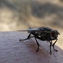 Unidentified True fly (Diptera) at Gibson Desert North, WA - 28 Aug 2024 by Paul4K