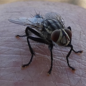 Sarcophagidae (family) at Gibson Desert North, WA - 28 Aug 2024 02:06 PM