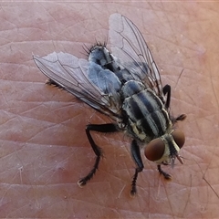 Sarcophagidae (family) at Gibson Desert North, WA - 28 Aug 2024 02:06 PM