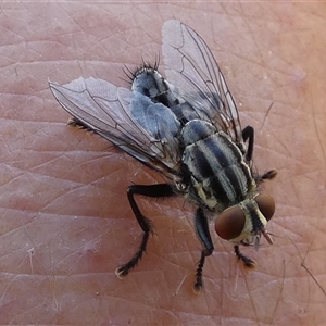 Sarcophagidae (family) at Gibson Desert North, WA - 28 Aug 2024 02:06 PM