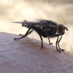 Sarcophagidae (family) at Gibson Desert North, WA - 28 Aug 2024 02:06 PM