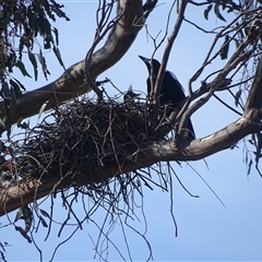 Gymnorhina tibicen (Australian Magpie) at O'Malley, ACT - 5 Oct 2024 by Mike