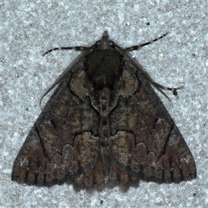 Heliomystis electrica at Bulli, NSW - 3 Oct 2024 10:14 PM