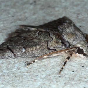 Heliomystis electrica at Bulli, NSW - 3 Oct 2024 10:14 PM