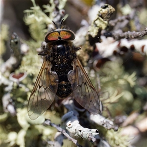 Dasybasis sp. (genus) at Throsby, ACT - 28 Sep 2024 01:20 PM