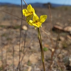 Diuris amabilis (Large Golden Moth) at Bredbo, NSW - 3 Oct 2024 by JediNME