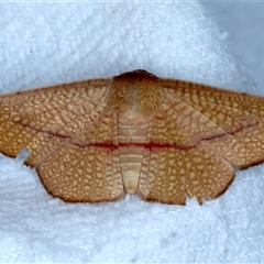 Aglaopus pyrrhata (Leaf Moth) at Bulli, NSW - 4 Oct 2024 by jb2602