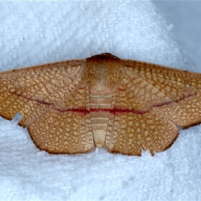 Aglaopus pyrrhata (Leaf Moth) at Bulli, NSW - 4 Oct 2024 by jb2602