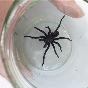 Arbanitis sp. (genus) at Penrose, NSW - suppressed