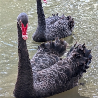 Cygnus atratus (Black Swan) at Giralang, ACT - 5 Oct 2024 by mroseby