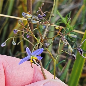 Dianella revoluta var. revoluta at Hawker, ACT - 5 Oct 2024