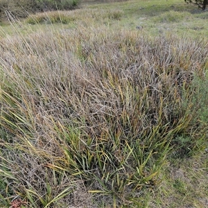 Dianella revoluta var. revoluta at Hawker, ACT - 5 Oct 2024