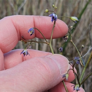 Dianella revoluta var. revoluta at Hawker, ACT - 5 Oct 2024 03:45 PM