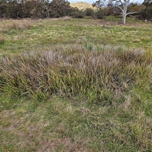 Dianella revoluta var. revoluta at Hawker, ACT - 5 Oct 2024