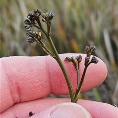 Dianella revoluta var. revoluta at Hawker, ACT - 5 Oct 2024