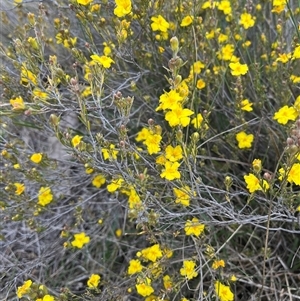 Hibbertia calycina at Torrens, ACT - 5 Oct 2024 04:28 PM