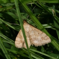 Scopula rubraria (Reddish Wave, Plantain Moth) at Freshwater Creek, VIC - 9 Sep 2024 by WendyEM