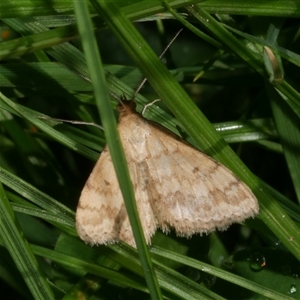 Scopula rubraria at Freshwater Creek, VIC - 9 Sep 2024 03:35 PM