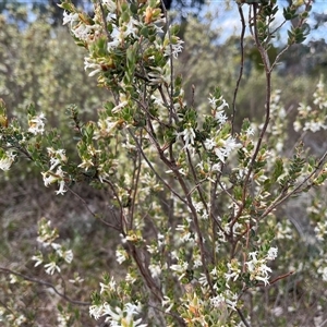 Brachyloma daphnoides at Torrens, ACT - 5 Oct 2024