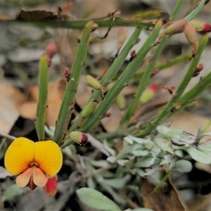 Bossiaea riparia at Peak View, NSW - suppressed