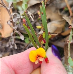 Bossiaea riparia at Peak View, NSW - 5 Oct 2024