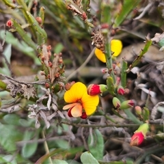 Bossiaea riparia at Peak View, NSW - 5 Oct 2024