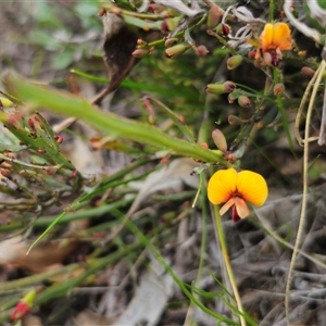 Bossiaea riparia at Peak View, NSW - suppressed