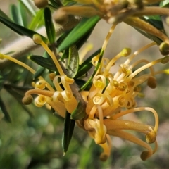 Grevillea juniperina subsp. villosa at Jerangle, NSW - 5 Oct 2024 by Csteele4