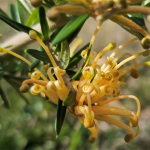 Grevillea juniperina subsp. villosa at Jerangle, NSW - 5 Oct 2024