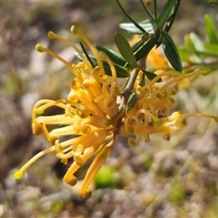 Grevillea juniperina subsp. villosa at Jerangle, NSW - 5 Oct 2024