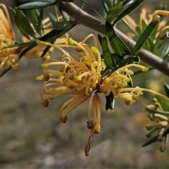 Grevillea juniperina subsp. villosa at Jerangle, NSW - 5 Oct 2024