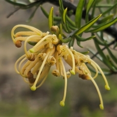 Grevillea juniperina subsp. villosa at Jerangle, NSW - 5 Oct 2024