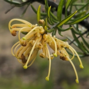 Grevillea juniperina subsp. villosa at Jerangle, NSW - 5 Oct 2024