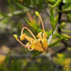 Grevillea juniperina subsp. villosa at Jerangle, NSW - 5 Oct 2024