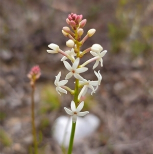 Stackhousia monogyna at Jerangle, NSW - 5 Oct 2024