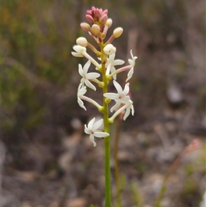 Stackhousia monogyna at Jerangle, NSW - 5 Oct 2024