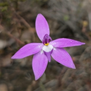 Glossodia major at Jerangle, NSW - suppressed