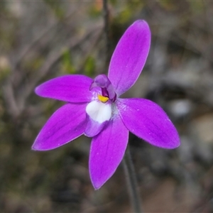 Glossodia major at Jerangle, NSW - suppressed