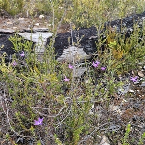 Glossodia major at Jerangle, NSW - suppressed