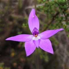 Glossodia major (Wax Lip Orchid) at Jerangle, NSW - 5 Oct 2024 by Csteele4