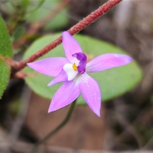 Glossodia major at Jerangle, NSW - suppressed