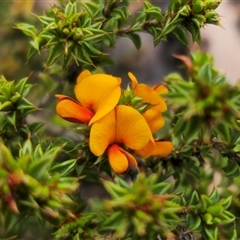 Pultenaea procumbens (Bush Pea) at Jerangle, NSW - 5 Oct 2024 by Csteele4