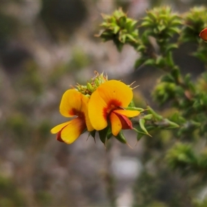 Pultenaea procumbens at Jerangle, NSW - 5 Oct 2024