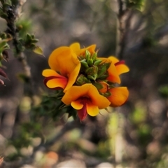 Pultenaea procumbens at Jerangle, NSW - 5 Oct 2024