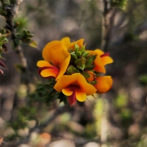 Pultenaea procumbens at Jerangle, NSW - suppressed