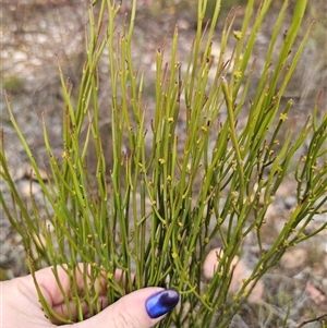 Omphacomeria acerba at Jerangle, NSW - suppressed