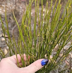 Omphacomeria acerba at Jerangle, NSW - 5 Oct 2024