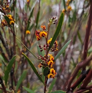 Daviesia suaveolens at Jerangle, NSW - 5 Oct 2024