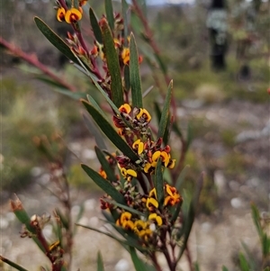 Daviesia suaveolens at Jerangle, NSW - suppressed